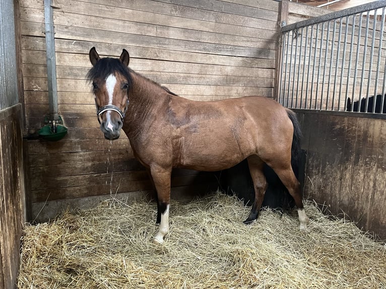 Criollo Mare 6 years 14,1 hh Dun in Eppingen