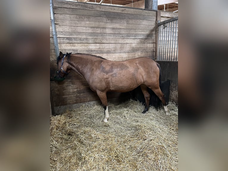 Criollo Mare 6 years 14,1 hh Dun in Eppingen