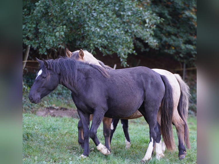 Criollo Mare 6 years Black in Westerngrund