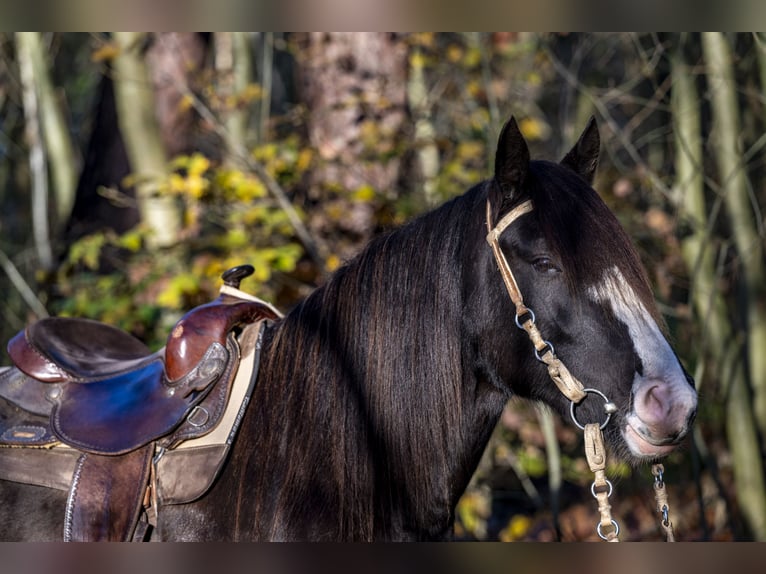 Criollo Mare 7 years 13,3 hh Brown Falb mold in Huijbergen