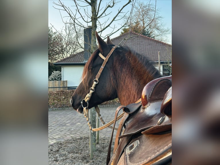Criollo Mare 7 years 13,3 hh Brown Falb mold in Huijbergen