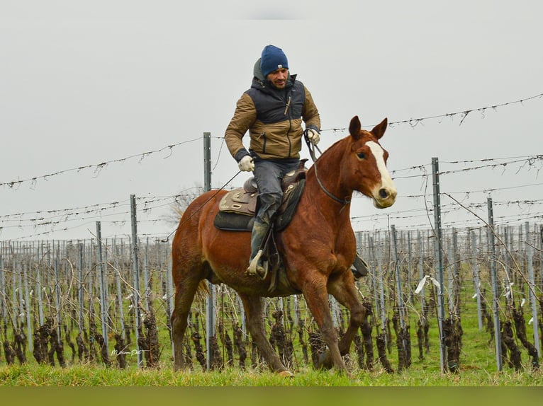 Criollo Mix Mare 7 years 14,3 hh Chestnut-Red in Carpaneto Piacentino