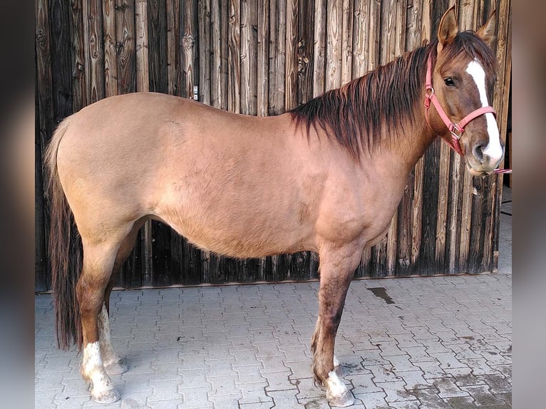 Criollo Mare 8 years 14,1 hh Brown Falb mold in Buchen (Odenwald)