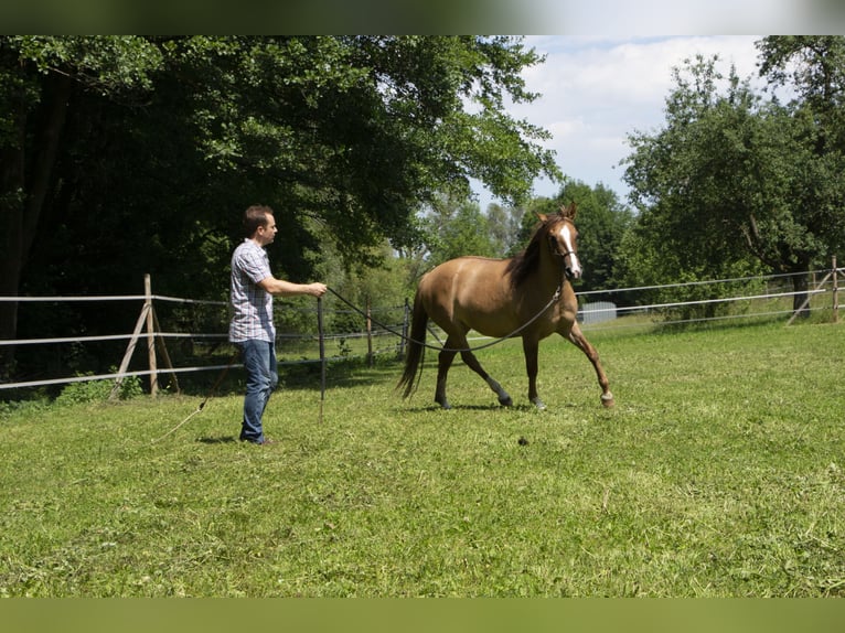 Criollo Mare 8 years 14,1 hh Brown Falb mold in Buchen (Odenwald)