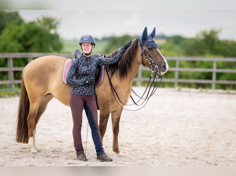 Criollo Mare 8 years 14,1 hh Brown Falb mold in Buchen (Odenwald)