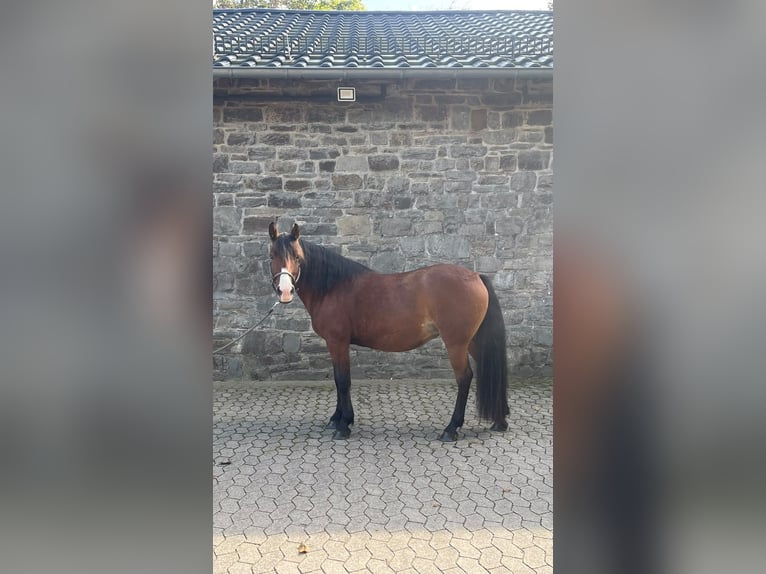Criollo Mix Mare 8 years 14.1 hh Brown in Reichshof