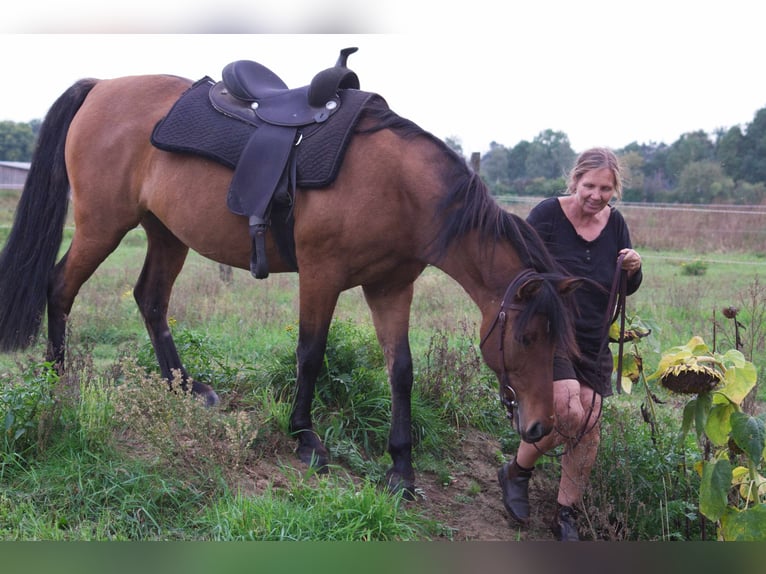 Criollo Mix Mare 9 years 14 hh Dun in Ribbesbüttel