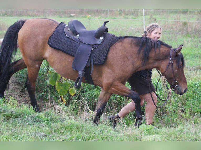 Criollo Mix Mare 9 years 14 hh Dun in Ribbesbüttel