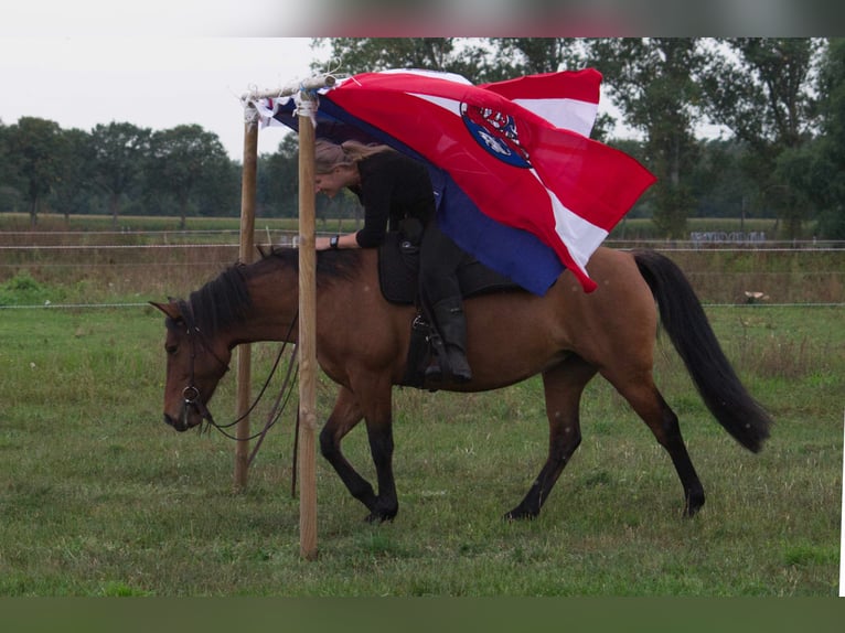 Criollo Mix Mare 9 years 14 hh Dun in Ribbesbüttel