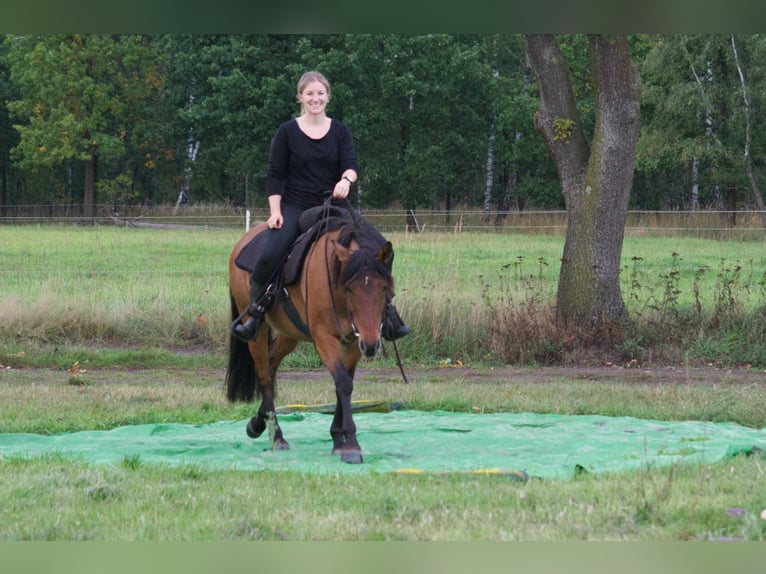 Criollo Mix Mare 9 years 14 hh Dun in Ribbesbüttel