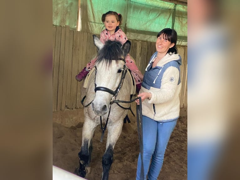 Criollo Mix Mare 9 years 14,1 hh Grey in Riedstadt-Leeheim