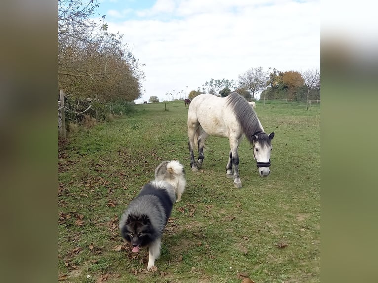 Criollo Mix Mare 9 years 14,1 hh Grey in Riedstadt-Leeheim