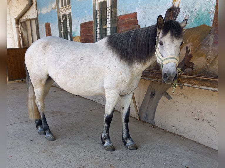 Criollo Mix Mare 9 years 14,1 hh Grey in Riedstadt-Leeheim