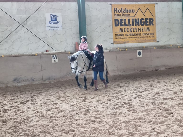 Criollo Mix Mare 9 years 14,1 hh Grey in Riedstadt-Leeheim