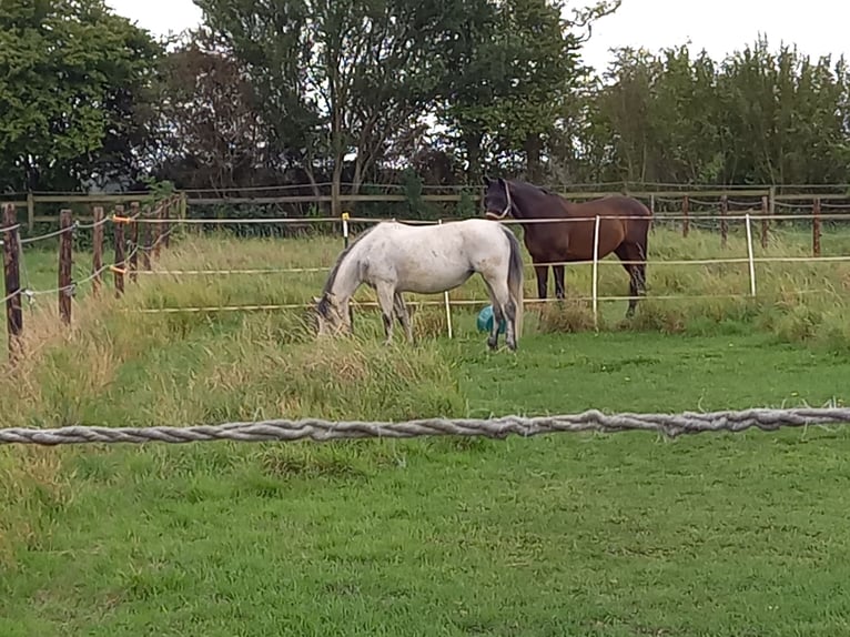 Criollo Mix Mare 9 years 14,1 hh Grey in Riedstadt-Leeheim