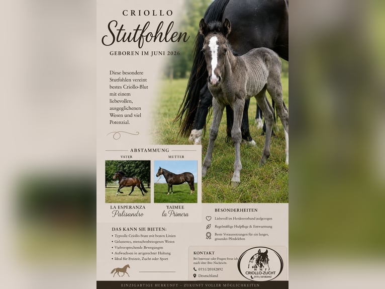 Criollo Mare Foal (06/2026) 14.2 hh Black in Stockstadt am Main