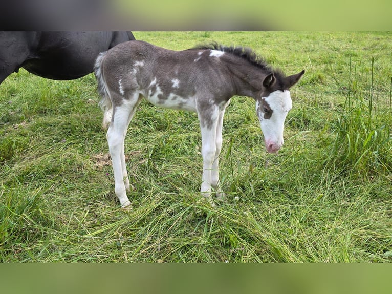 Criollo Mare Foal (05/2025) 14,2 hh Overo-all-colors in Sommerkahl