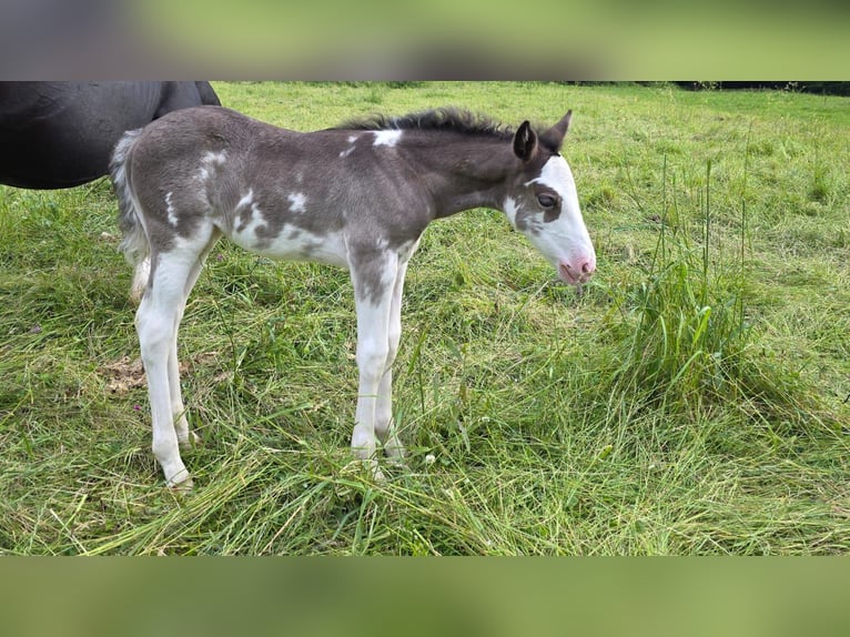 Criollo Mare Foal (05/2025) 14,2 hh Overo-all-colors in Sommerkahl