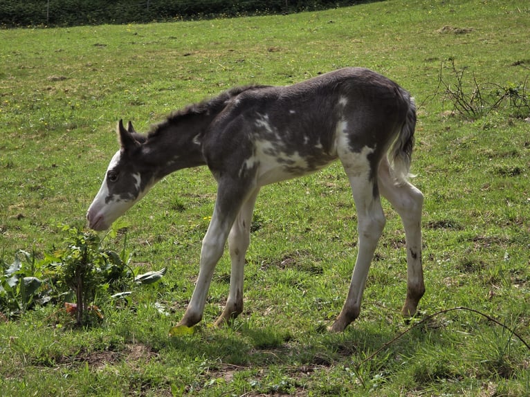 Criollo Mare Foal (05/2025) 14,2 hh Overo-all-colors in Sommerkahl