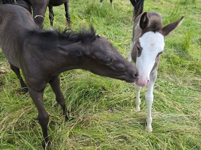 Criollo Mare Foal (05/2025) 14,2 hh Overo-all-colors in Sommerkahl