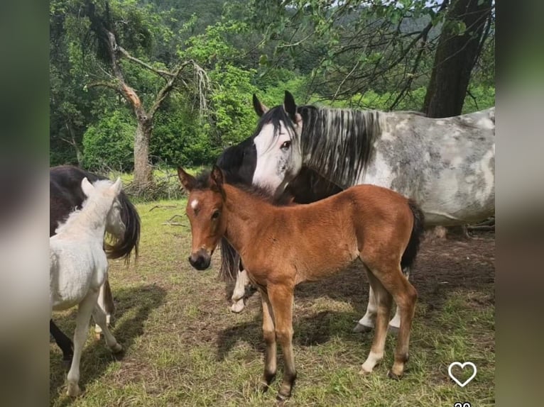 Criollo Mare Foal (04/2024) 14,2 hh in Sommerkahl