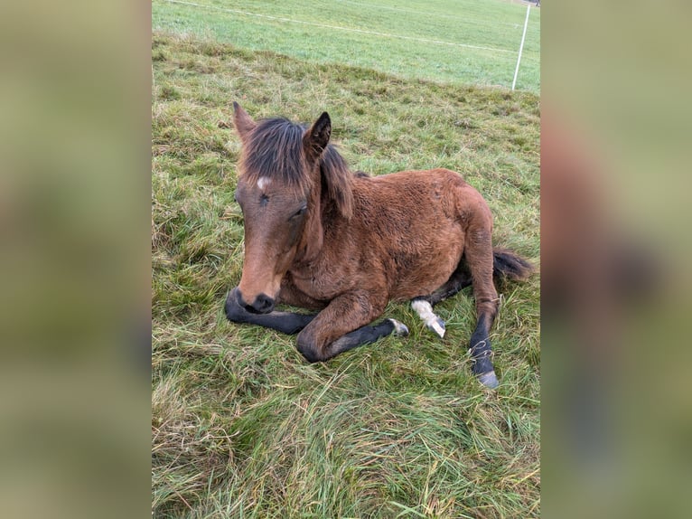 Criollo Mare Foal (04/2024) 14,2 hh in Sommerkahl