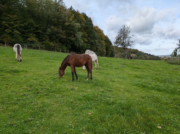 Criollo Mare Foal (04/2024) 14,2 hh in Sommerkahl