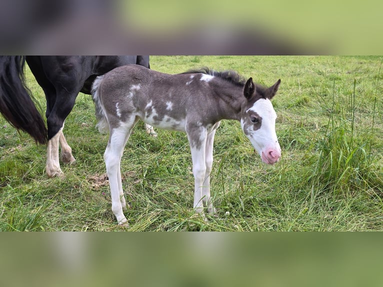 Criollo Mare  14,2 hh Overo-all-colors in Sommerkahl