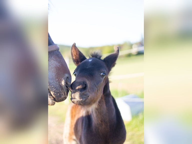 Criollo Mare Foal (04/2026) Bay-Dark in Amorbach