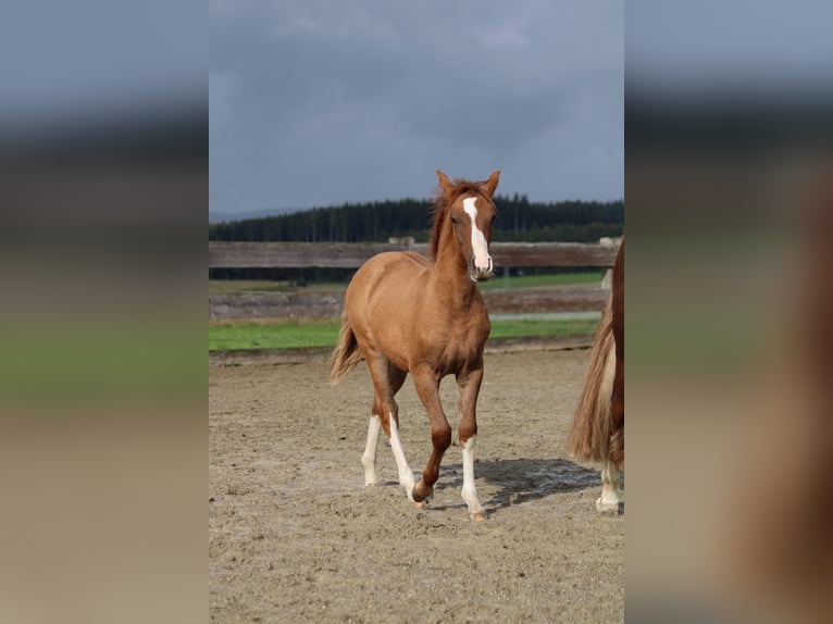 Criollo Mare Foal (05/2024) Red Dun in Mengen