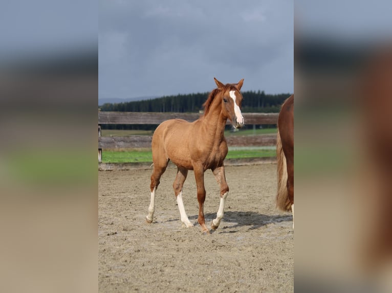 Criollo Mare Foal (05/2024) Red Dun in Mengen