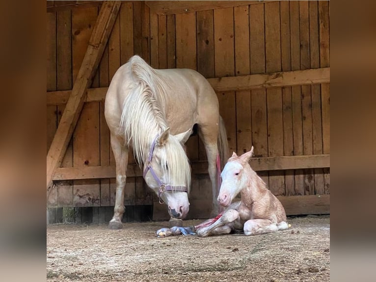 Criollo Merrie 10 Jaar 140 cm Palomino in Wolfach