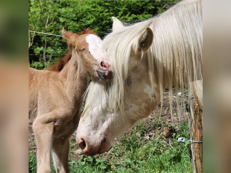 Criollo Merrie 10 Jaar 140 cm Palomino in Wolfach