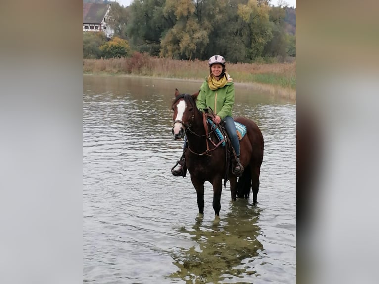 Criollo Merrie 10 Jaar 142 cm Bruin in Gailingen am Hochrhein