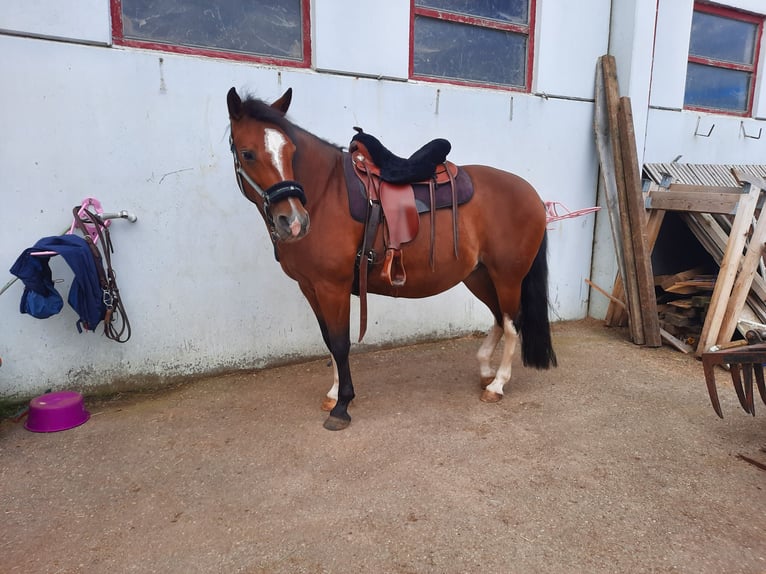 Criollo Merrie 10 Jaar 152 cm Bruin in Wittislingen