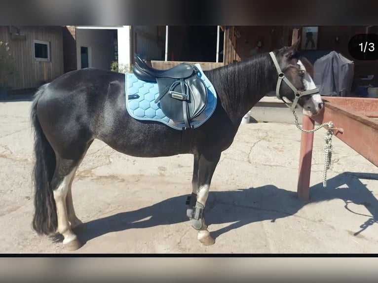Criollo Mix Merrie 12 Jaar 138 cm Zwart in Graben-Neudorf