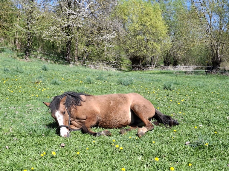 Criollo Merrie 13 Jaar 145 cm Falbe in Greußen