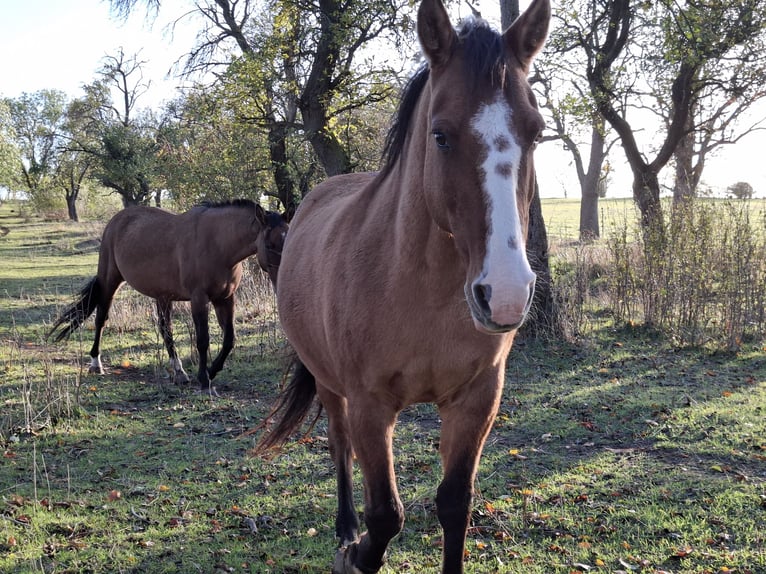 Criollo Merrie 13 Jaar 145 cm Falbe in Greußen
