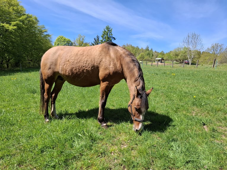 Criollo Merrie 13 Jaar 145 cm Falbe in Greußen
