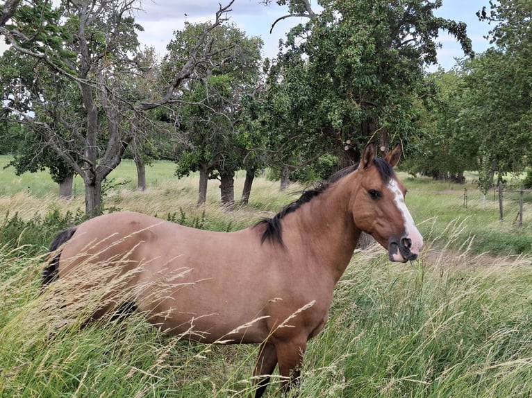 Criollo Merrie 13 Jaar 145 cm Falbe in Greußen