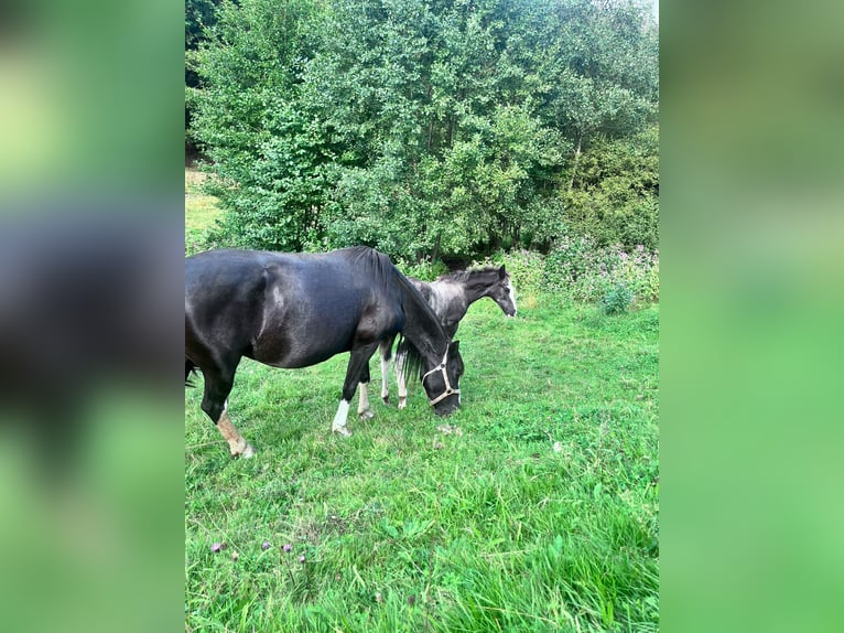 Criollo Merrie 15 Jaar 146 cm Zwart in Sommerkahl