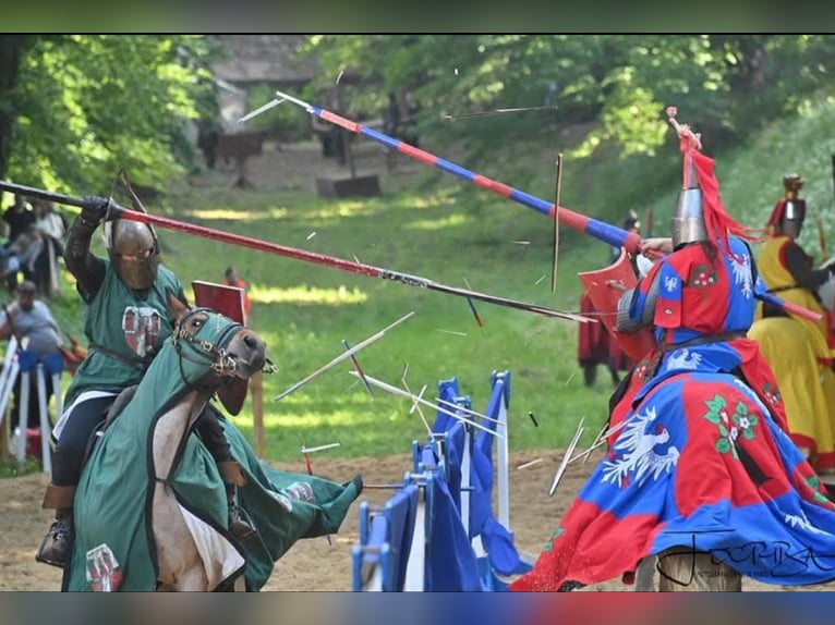 Criollo Mix Merrie 15 Jaar 155 cm Roan-Red in Soltau