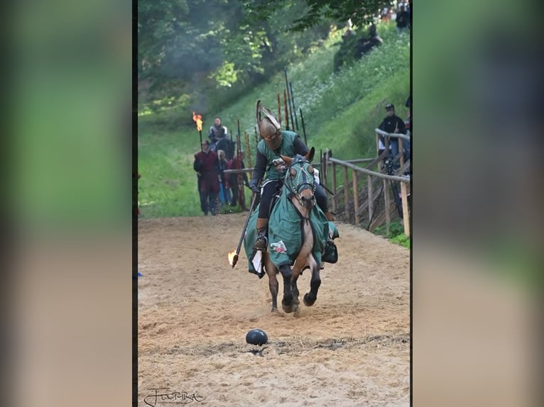 Criollo Mix Merrie 15 Jaar 155 cm Roan-Red in Soltau