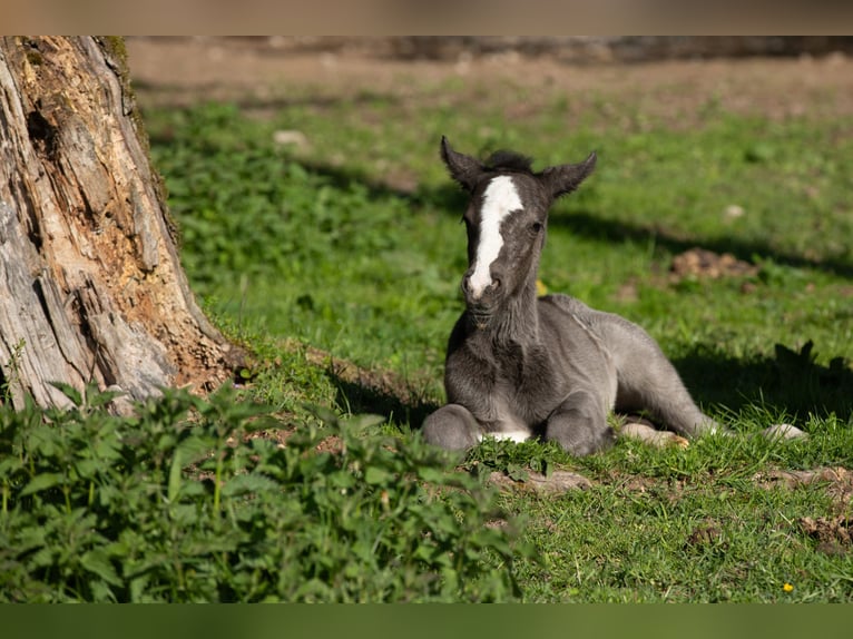 Criollo Merrie 1 Jaar 145 cm Zwart in Heimbuchenthal
