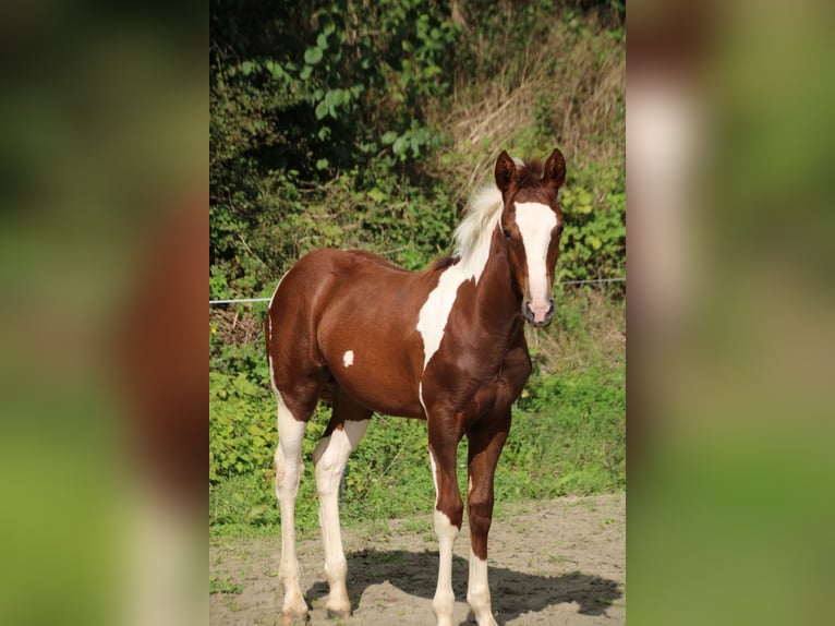 Criollo Mix Merrie 1 Jaar 150 cm Gevlekt-paard in Haigerloch