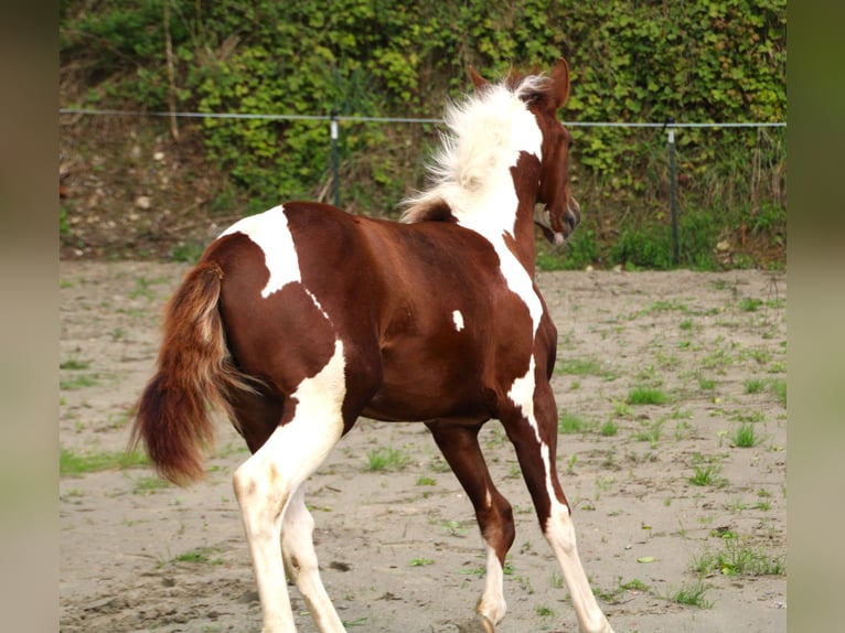 Criollo Mix Merrie 1 Jaar 150 cm Gevlekt-paard in Haigerloch