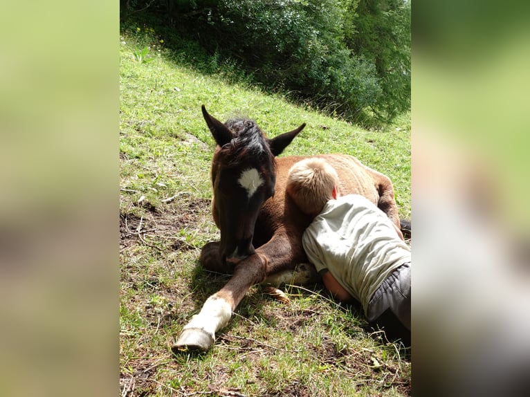 Criollo Mix Merrie 1 Jaar Zwart in Tinizong