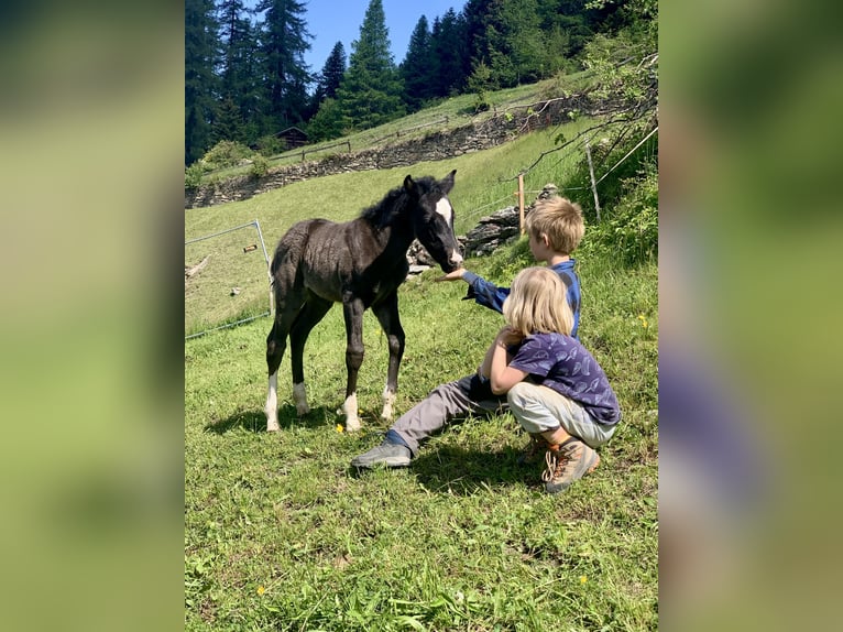 Criollo Mix Merrie 1 Jaar Zwart in Tinizong