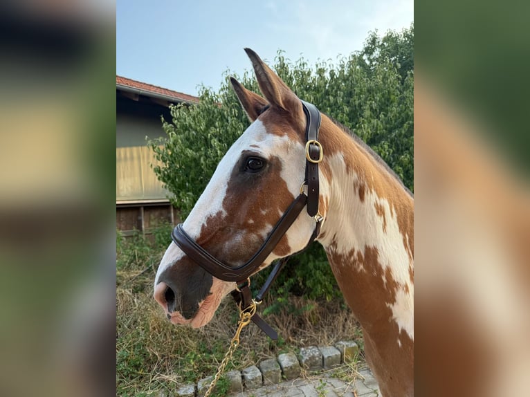 Criollo Merrie 21 Jaar 156 cm Overo-alle-kleuren in Mainbernheim