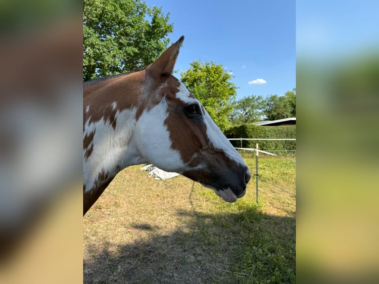 Criollo Merrie 21 Jaar 156 cm Overo-alle-kleuren in Mainbernheim